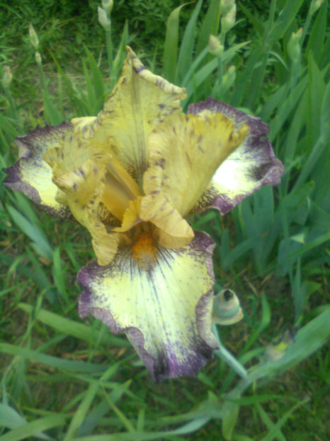 Tennese Genteleman - A Irisi 2017