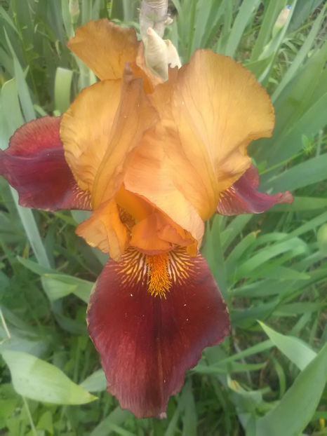 Guy Luron - A Irisi 2017