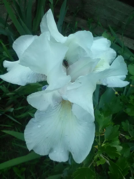 Immortality - A Irisi 2017