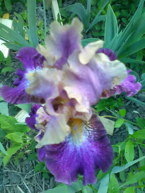 Fanciful Wismy - A Irisi 2017