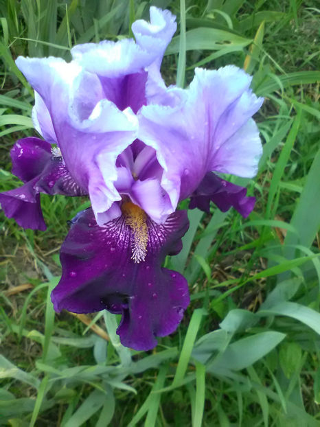 AboutTown - A Irisi 2017