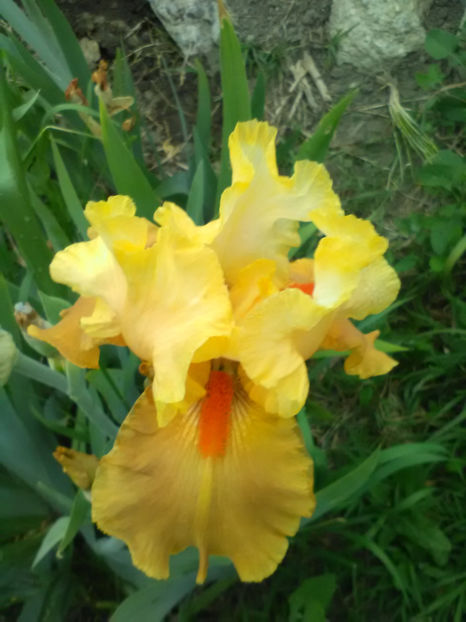 Slonce Jasminu - A Irisi 2017