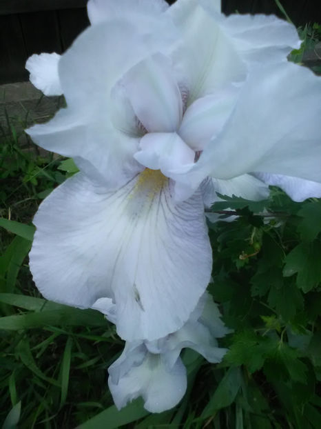 English cottage - A Irisi 2017