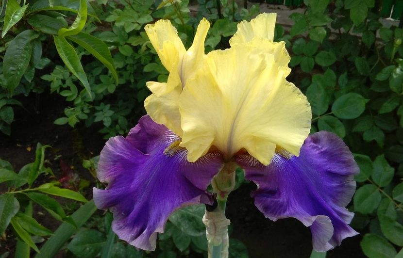 Jurassic Park - 2017 irisi