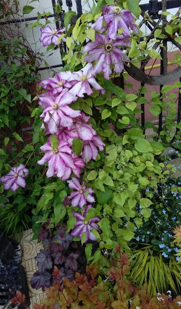  - 2017 clematite
