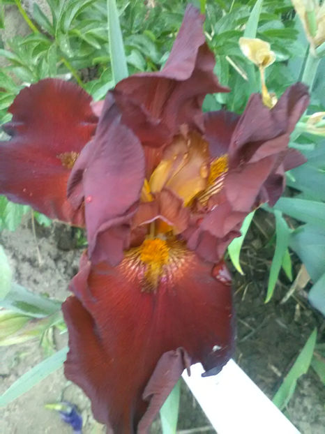 Sultan Palace - A Irisi 2017