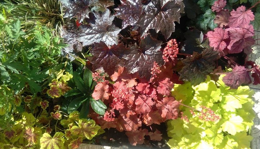  - 2017 heuchera heucherella brunnera