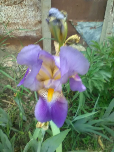 Aziade - A Irisi 2017