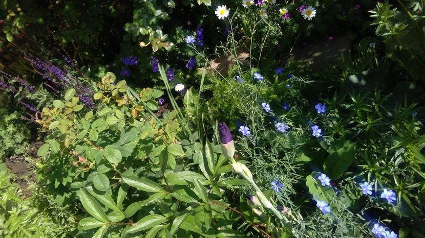  - 2017 plantele mele