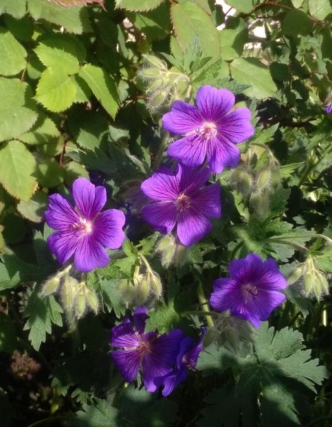  - 2017 plantele mele