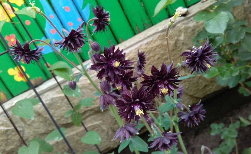  - 2017 plantele mele