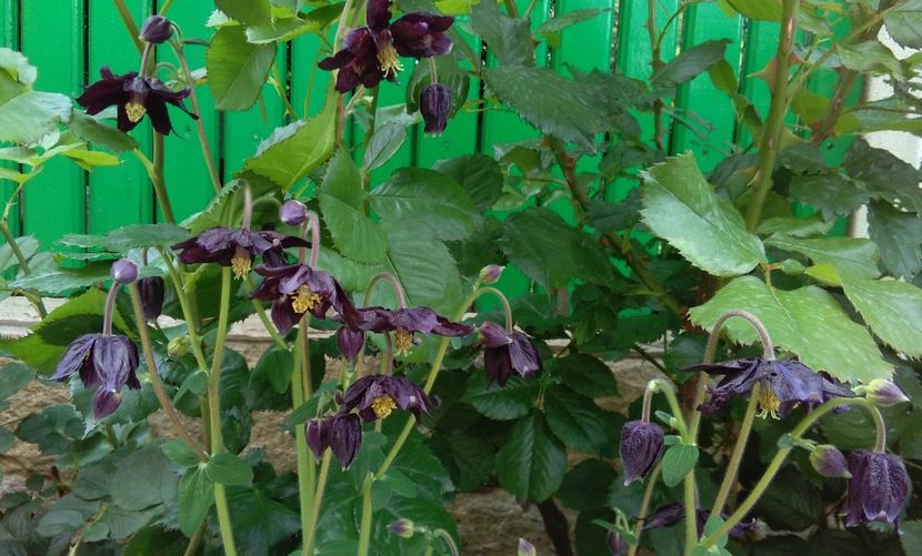  - 2017 plantele mele