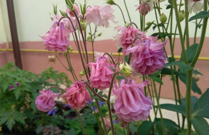  - 2017 plantele mele