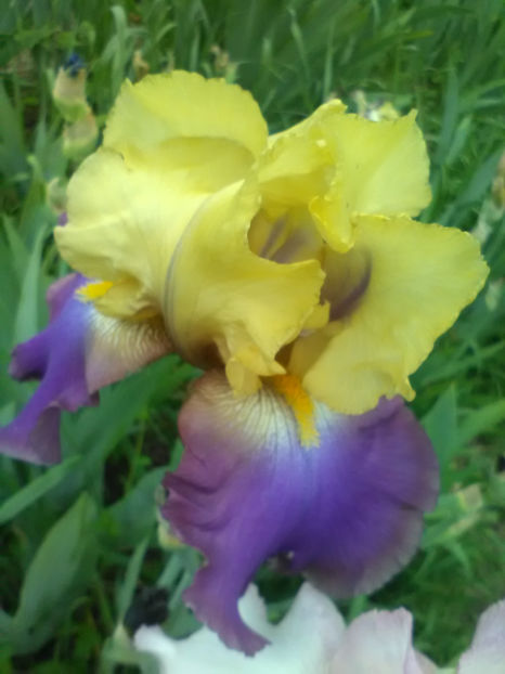 Tumultueux - A Irisi 2017