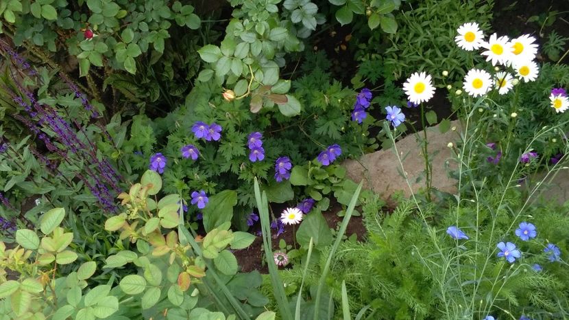  - 2017 plantele mele