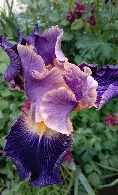 Elizabethan age, prima inflorire, plantat 2016 :)) - 2017 irisi