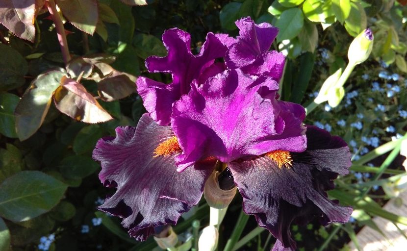 Black magic woman, prima inflorire, plantat 2016 :)) - 2017 irisi