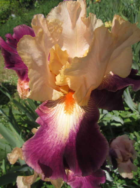 Let-s_boogie - A Irisi 2017