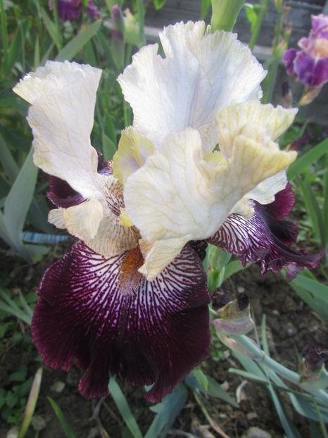 Crimson Snow - A Irisi 2017