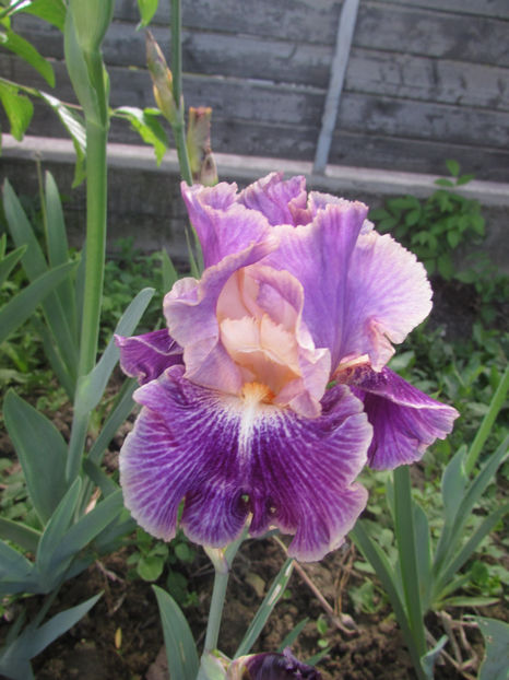 Elizabethan-Age - A Irisi 2017