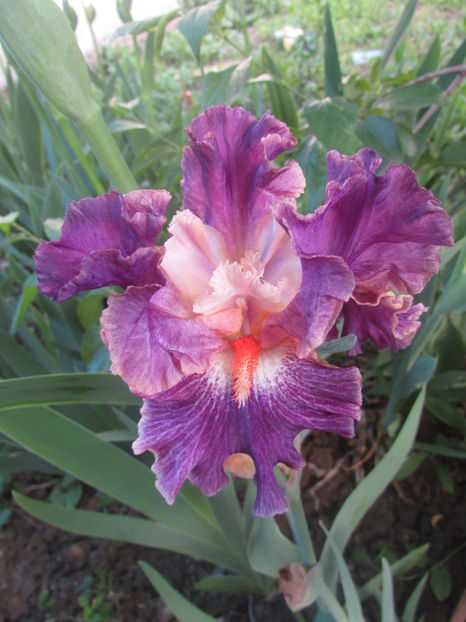 Fancy-Woman - A Irisi 2017