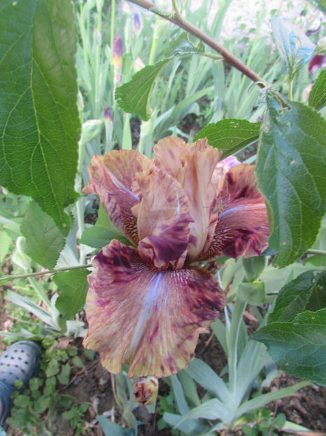 On Smail Step - A Irisi 2017