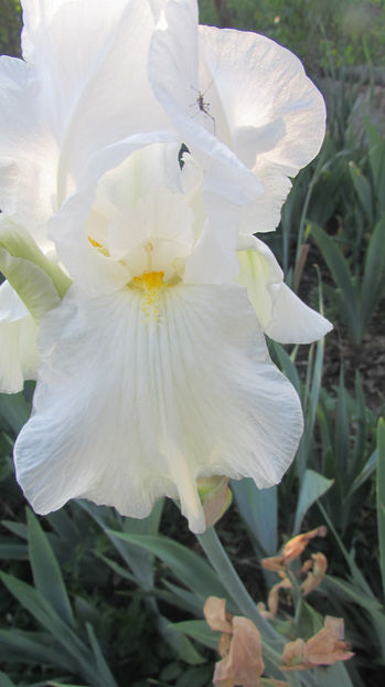 Immortality - A Irisi 2017