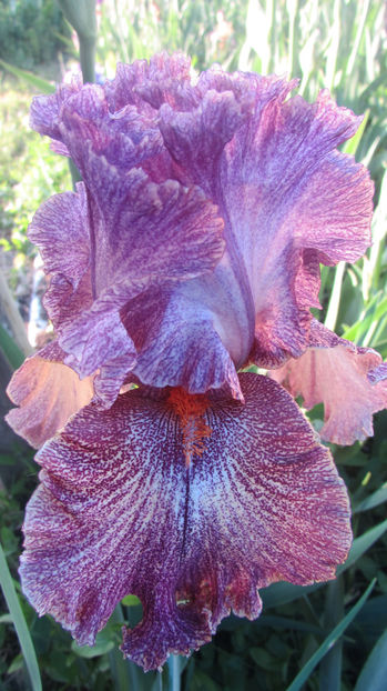 Columbia The Gem - A Irisi 2017