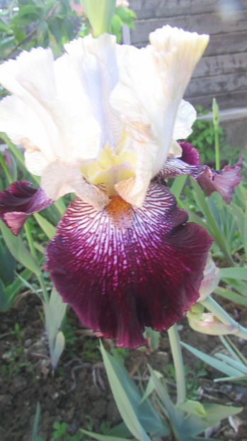 Crimson Snow - A Irisi 2017