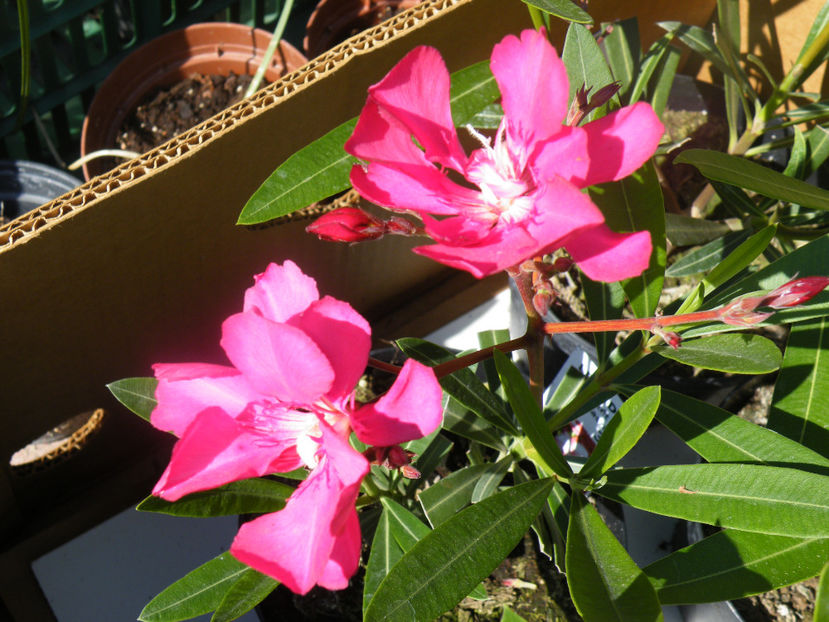 30 - LEANDRI CU NUMERE