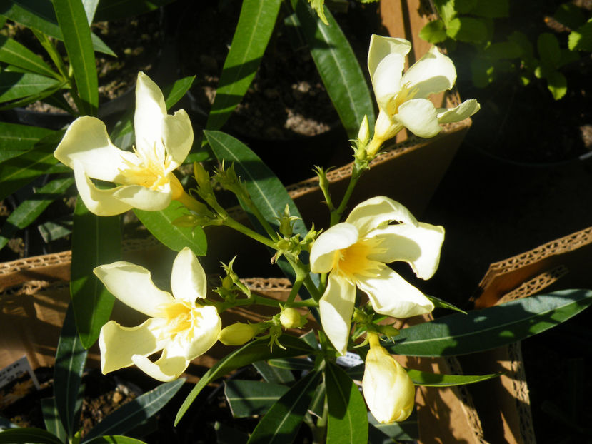 leandru nr 25 - LEANDRI CU NUMERE