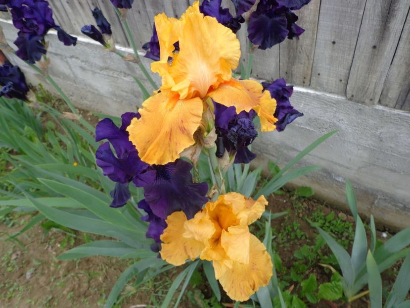  - FLORI DE GRADINA 2017