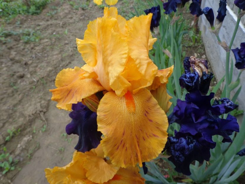  - FLORI DE GRADINA 2017