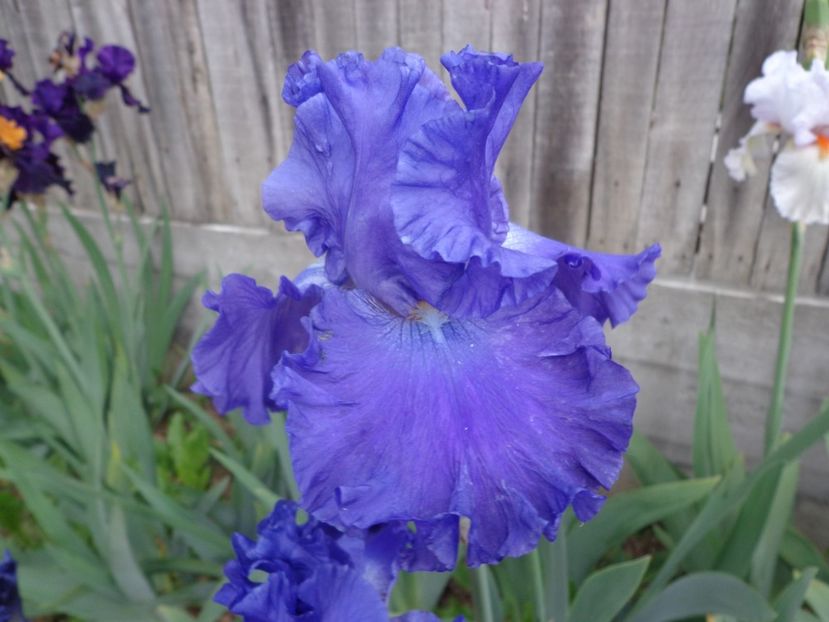  - FLORI DE GRADINA 2017