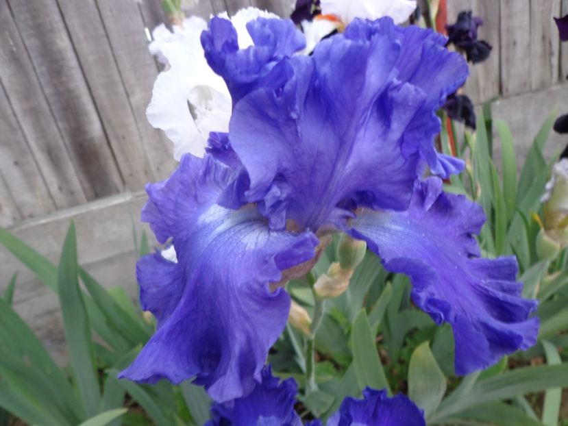  - FLORI DE GRADINA 2017