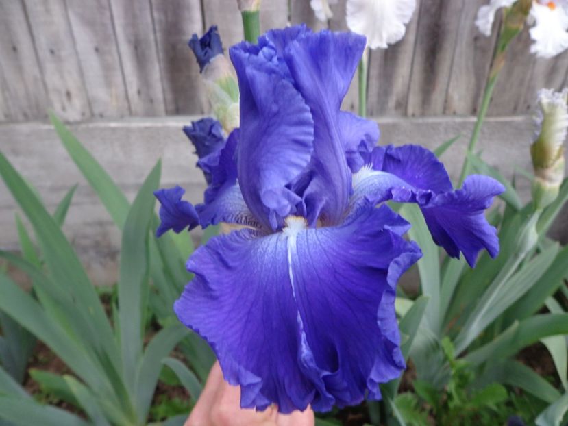  - FLORI DE GRADINA 2017