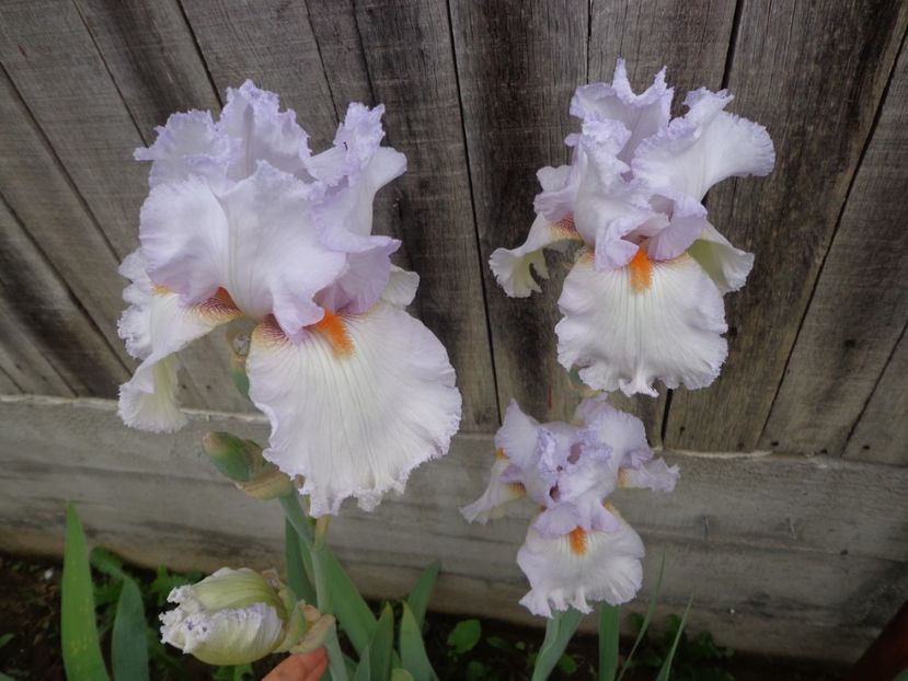  - FLORI DE GRADINA 2017