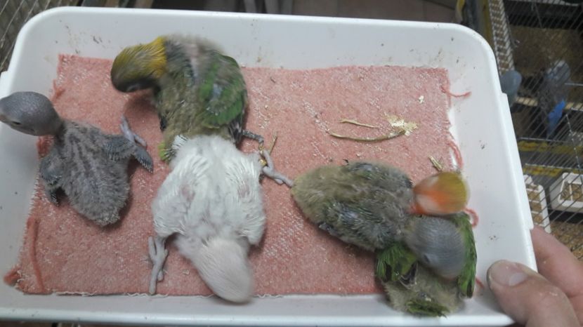 PUI AGAPORNIS FISHER APRILIE 2017 - PAPAGALII MEI AGAPORNIS