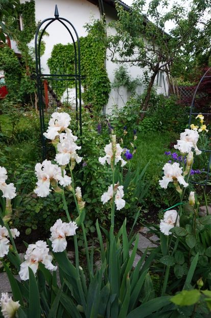 Treasured - Irisi 2017