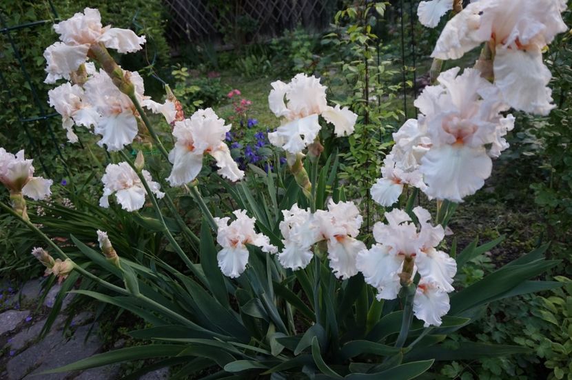 Treasured - Irisi 2017