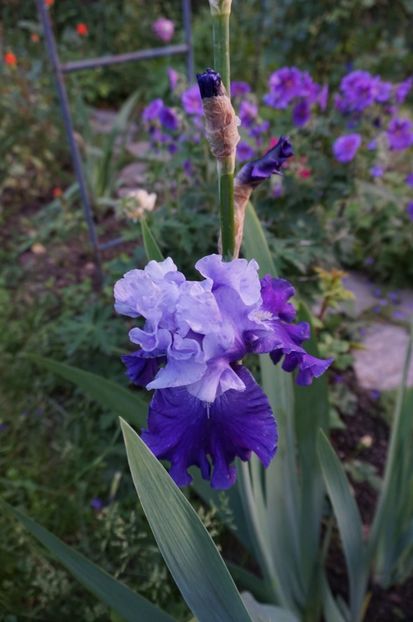 Royalist - Irisi 2017