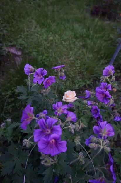  - Geranium si alte perene