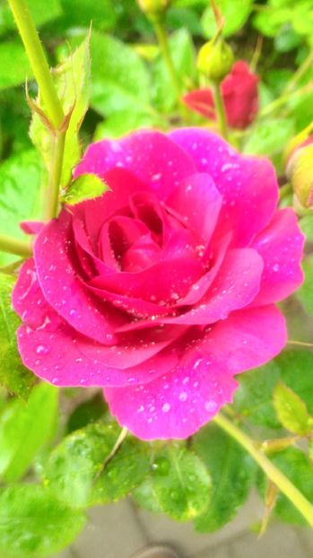 P_20170517_155710_HDR - Darcey Bussell