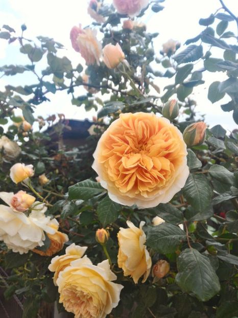 P_20170516_133849_1_HDR_p - Crown Princess Margareta  20pl