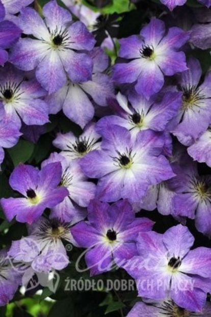 clemat Cloudburst,gr c - e Comanda plante noi achizitii 2016