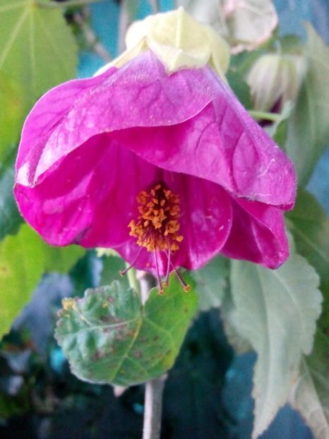 Multumesc dna Luminita! - ABUTILON 2017