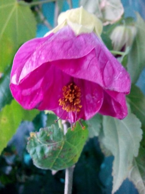  - ABUTILON 2017