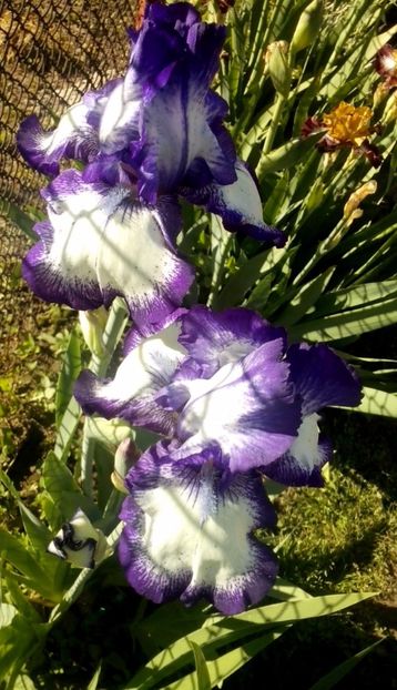 Rare edition - IRISI