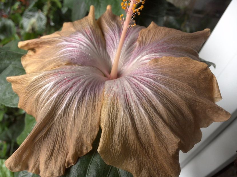 WIN_20170518_083038 - Moorea Mangy