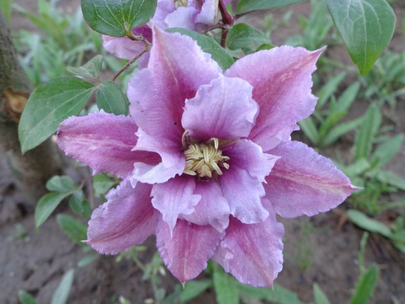  - FLORI DE GRADINA 2017